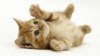 upload_2014-3-15_16-32-24.jpeg