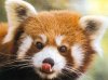 redpanda.jpg