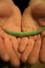 Green Bean.jpeg