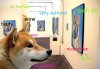doge-shibe-meme-6510.jpg