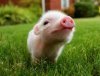 Pig.jpg
