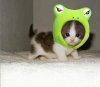 catinhat.jpg