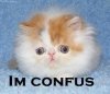 confused-cats.jpg