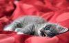 Cute-Little-Kitten-cute-kittens-16288194-1280-800 (2).jpg
