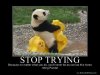 Cool-panda-699.jpg