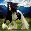 horse-swag.jpg
