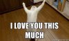 #LOLCATZ.jpg