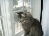 cat 3 001.JPG