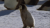 penguin.gif
