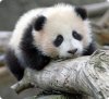 Panda Pics (2).jpg