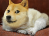 Grumpy Doge.png