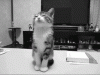 tumblr_mjcjvtHpum1rvl3nyo1_250.gif