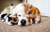 tumblr_ma7kfpEVxk1rgr4l6o6_r1_250.gif