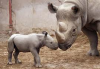 Rhino.png