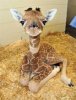baby giraffe.jpg