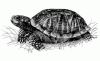 turtle.gif