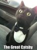catsby.jpg