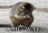 Cat.jpeg
