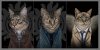 Group- SuperCATural.jpg