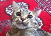 upload_2014-10-20_13-53-30.png