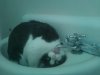 98378-catdrinkwaterjpeg-iTam[1].jpeg