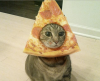 cat pizza.PNG