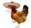 chicken.PNG