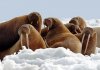 Walrus Family.jpg