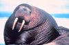 Old Walrus.jpg