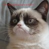 angry-cat.jpg