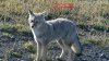 Silver Fox - Copy.JPG
