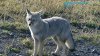 Silver Fox - Copy.JPG