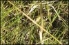 Blog053h_Eastern_Brown_Snake_Pseudonaja_textilis_Hunter_Valley_camouflage (1).jpg