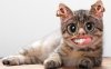 What the fuck cat.jpg