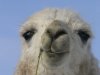 manna-llama-face.jpg