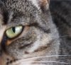 MEOOOWWWW.jpg