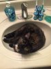 image.jpeg