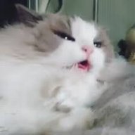 LtsShadow