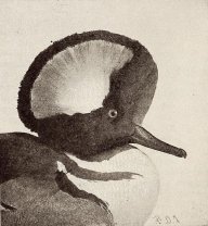 HoodedMerganser