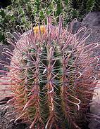 prickly