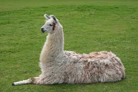 HR:Llama