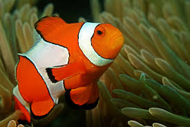 Reef_Wolf