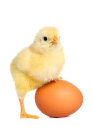 Eggy_Chickens