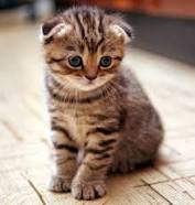 xXCuteKittyXx