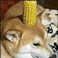 corn doggo