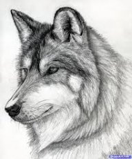 Fiercewolf91