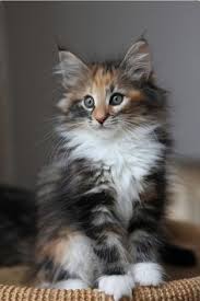 Kittypaws_04