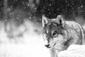 Snowolf_STTG