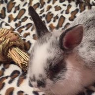 Bunneh (WillowBunny)