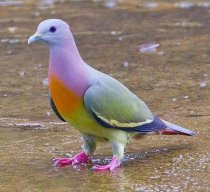 WackyPigeon